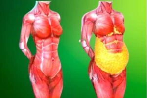 Perdre graisse abdominale femme ménopausée 2023